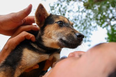 Küçük bir köpek yavrusu sevgiyle kucaklanıyor..