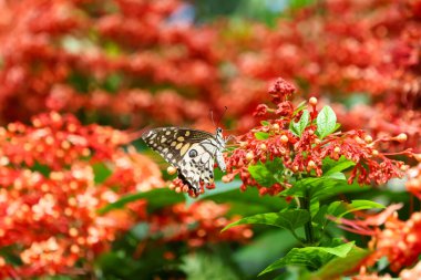 Seçici odak noktası. Güzel kelebek. Siyah ve beyaz.