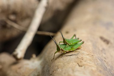 Güzel yeşil iki çekirgenin kışın çiftleşmesini yakından izlemek çekirge gözü deseni inanılmaz görünüyor. Ve birbirlerinin sırtına biniyorlar..