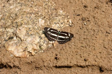 Kelebek bir kayanın üzerine tünemiş Farklı renklerde güzel kelebekler