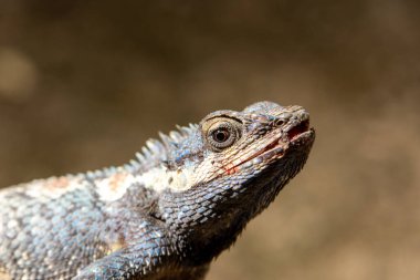 Seç. Turkuaz desenli tombul bir kertenkele yerde güneşleniyor ve dinozorlara bakıyor..