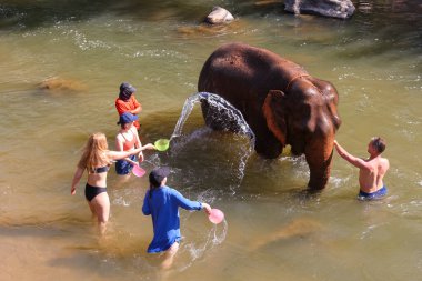 Yabancı turistler 2027 yazında Tayland 'ın Chiang Mai kentindeki ormanda Tayland filleriyle oynarlar..