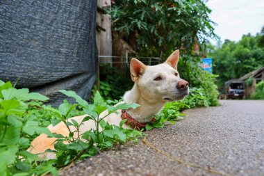 Seçici FocusA beyaz köpeği, gözlerinde acınası bir bakışla yolun kenarında yatıyordu. Tayland 'da kırsal yol
