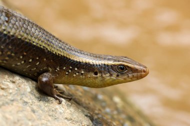 Seçici Odak Noktası nehir kenarındaki bir kayanın üzerinde güneşlenir. Hamile bir iguana gibi yatıyorsun.