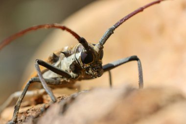 Tayland 'daki Baocera rubus böceği, durian ağaçlarını ve diğer meyveleri saplarını delip geçen bir böcektir. Güzel böcekler olmalarına rağmen meyve bahçeleri için tehlikelidirler..