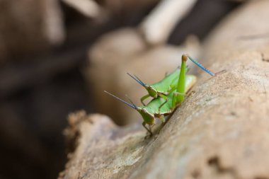 Güzel yeşil iki çekirgenin kışın çiftleşmesini yakından izlemek çekirge gözü deseni inanılmaz görünüyor. Ve birbirlerinin sırtına biniyorlar..