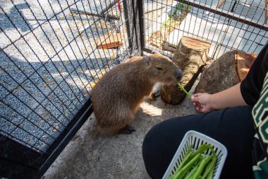 Capybara 'yı esir alan Seçici Odaklanma zavallı Capybara' yı sabah zaferiyle besliyor. Sevimli ve acınası vahşi hayvanlar.