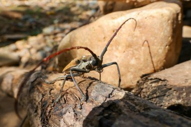 Tayland 'daki Baocera rubus böceği, durian ağaçlarını ve diğer meyveleri saplarını delip geçen bir böcektir. Güzel böcekler olmalarına rağmen meyve bahçeleri için tehlikelidirler..