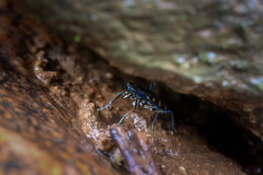 Yakın plan Cicindela aurulenta, Tayland 'da bir nehir boyunca nemli bir ormanda saklanan küçük, vahşi görünümlü, mavi, turuncu desenli bir böcek..