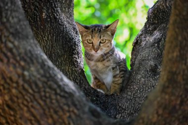 Seçici Odaklanma Torbie Kedicik demirhindi ağacında güzel desenler var. Gözlerin çok tatlı..