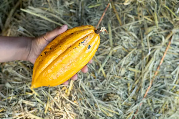 Seçici odak, çiftçinin elindeki büyük sarı kakao saman arkaplan yığınının üzerinde metin için yer var.