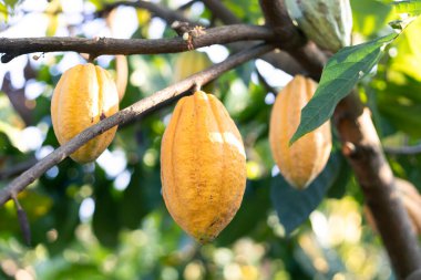 Seçici odaklı sarı kakao meyvesi ağaçtaki birçok kakao meyvesi tamamen büyümüş. Tayland 'daki tarım alanlarında