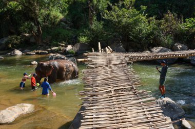 Yabancı turistler Tayland 'ın Chiang Mai, Tayland' da bir ormanda Tayland filleriyle oynuyorlar. 2024 yazında Tayland 'da