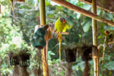 Tayland 'da acınası gözleri olan yeşil papağan yakalandı ve evin önünde acınası gözlerle büyüdü..