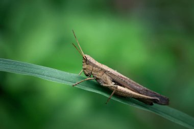 Çimlere bakan iri gözlü çekirge parlak yeşil arka plandaki çekirgelere odaklanıyor. Ferahlatıcı görünüyor..