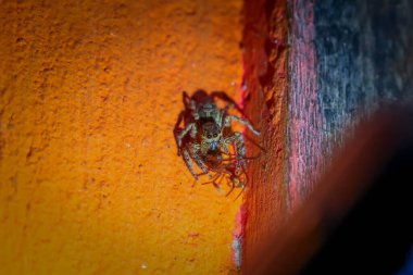 Seçici odak Duvardaki bir örümcek başka bir örümceği yiyor.