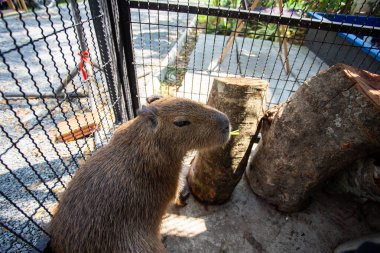 Capybara 'yı esir alan Seçici Odaklanma zavallı Capybara' yı sabah zaferiyle besliyor. Sevimli ve acınası vahşi hayvanlar.