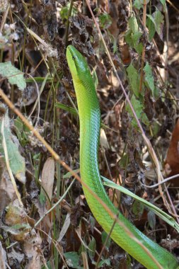 Yazın kurak ormanda büyük yeşil bir yılan su kaynağı bulmak için dağlardan göç eder. Yaz boyunca Tayland 'da