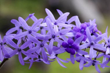 Yakın plan güzel yıldız şekilli mavi yapraklar doğal arkaplan
