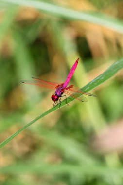 Yeşil arka plandaki çimlerin üzerinde oturan seçmeli pembe yusufçuk. İnanılmaz renklere sahip yusufçuk. Chomphu rengi güzel, garip ve şaşırtıcı. Bulması zor olan küçük bir doğa..