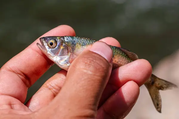 closeup small fish in hand Fish from a river in the forest in Thailand during the summer Beautiful wide-eyed fish with beautiful patterns and colored scales.
