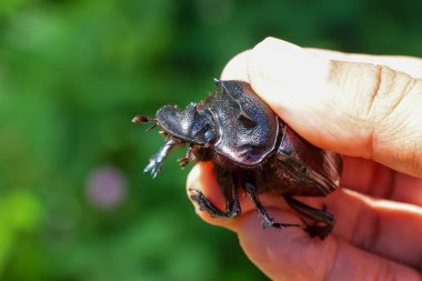 Seçici odak, elindeki büyük siyah bok böceği, gübre böceğinin sevimli ve güzel yüzey desenlerini gösteren gözleriyle görülebilir. doğal arkaplan