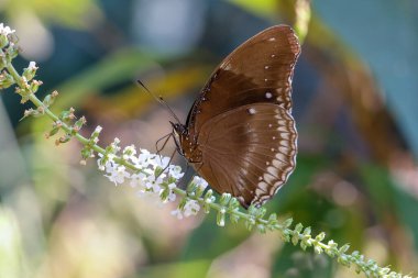 Büyük kelebeği kapat, öğleden sonra çimenlere tünemiş güzel detaylar kelebeklere bakmak seni rahatlatıyor..