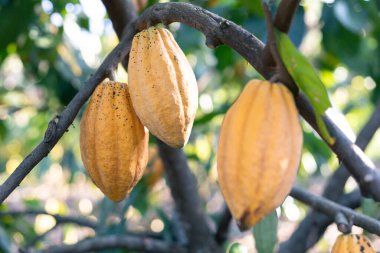 Seçici odaklı sarı kakao meyvesi ağaçtaki birçok kakao meyvesi tamamen büyümüş. Tayland 'daki tarım alanlarında