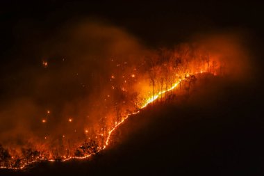 Chiang Mai 'deki dağlarda geceleri turuncu orman yangını şiddetleniyor. Muazzam miktarda zehirli toz ve dumana neden olur. Yangınlar yaz boyunca ormanları ve vahşi yaşamı yok ederek devam ediyor..
