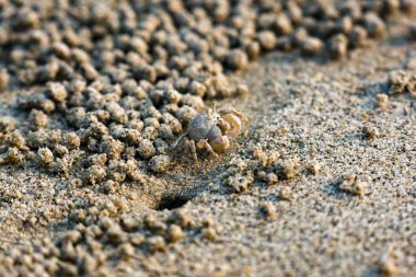 Sahilde yakın plan Hayalet yengeç kumsalda bir sürü kum topu yapıyor. Aslında, deniz kenarındaki kumdaki besinleri yiyordu..