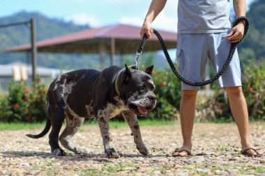 Genç bir Kuzey Amerika Mastiff 'i, büyük, güzel, koyu renkli benekli bir köpek. Sahibi güzel bir Amerikan pitbull hibrit arabasını gösteriyor..