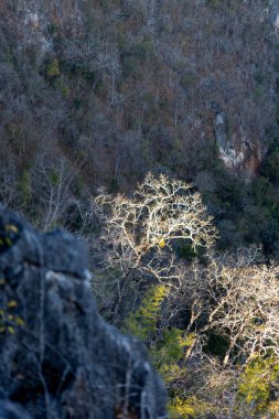 Yaprakları olmayan seçici odak ormanı Tayland 'daki bir dağın tepesinden yüksek açılı. Garip şekilli dallar.