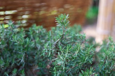 Arka bahçedeki biberiye bitkisine odaklanın