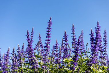 Deneysel bitki grafiğinde seçici odak noktası mavi dev çiçekler yeşil sandık ve parlak gökyüzü arkaplanı bırakır. Bir metin alanı var.