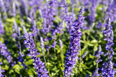 Deneysel bitki grafiğinde seçici odak noktası mavi dev çiçekler yeşil gövde ve yapraklar