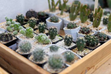 Şirin Bitki Dükkanındaki Seçici Kaktüs. Birçok çeşit minyatür baton şirin ve güzeldir..