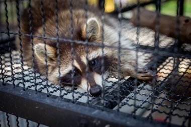 Seçici odaklanma. Zavallı bir rakun ne yazık ki tel örgü kafesinde yatıyor. Özgürlüğü olmayan vahşi hayvanlar