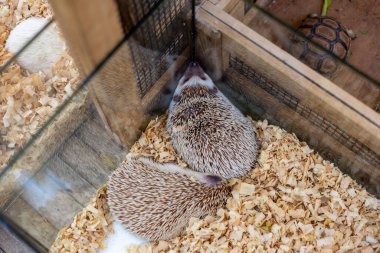 Seçici odaklı kirpi, sevimli bir hayvan, yüksek köşeli cam bir dolapta uyur..