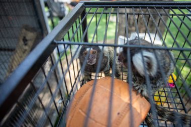 Seçici odak Marmoset - beyaz kulak küçük maymun kafeste sevimli, sevimli, sevimli üzgün, komik gözlü maymun özgür bir hayat yaşamak istiyor.