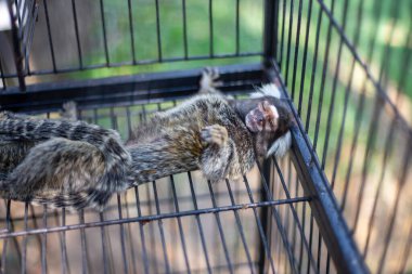 Seçici odaklı Marmoset - beyaz kulaklı küçük maymun kafeste uyuyor Sevimli, sevimli, sevimli üzgün, komik gözlü maymun özgür bir hayat yaşamak istiyor.