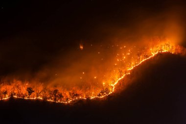 Chiang Mai 'deki dağlarda geceleri turuncu orman yangını şiddetleniyor. Muazzam miktarda zehirli toz ve dumana neden olur. Yangınlar yaz boyunca ormanları ve vahşi yaşamı yok ederek devam ediyor..