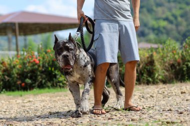 Genç bir Kuzey Amerika Mastiff 'i, büyük, güzel, koyu renkli benekli bir köpek. Sahibi güzel bir Amerikan pitbull hibrit arabasını gösteriyor..