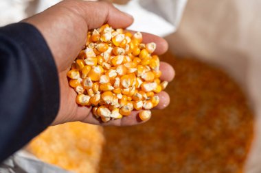 Bir sürü sarı mısır taneciklerinin toplandığı tarlada kurutulmuş mısır tohumları fabrikaya teslim edilmeye hazır güzel tohumlar yetiştirildi. Mısır unu veya hayvan yemi yapmak için.