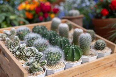 Şirin Bitki Dükkanındaki Seçici Kaktüs. Birçok çeşit minyatür baton şirin ve güzeldir..