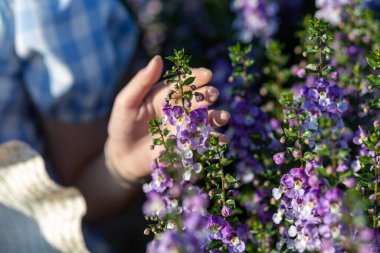 Seçici odak noktası Angelonia. Mavi ve beyaz demet çiçek bir çiçek tarlasında güzel bir çiçek bahçesi bir kadının daha güzel ve parlak ve nazik görünmesine yardımcı olur..