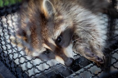 Seçici odaklanma. Zavallı bir rakun ne yazık ki tel örgü kafesinde yatıyor. Özgürlüğü olmayan vahşi hayvanlar