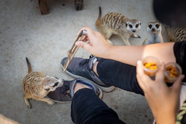 Seçici odaklı mirket, kafede zavallı küçük bir hayvan. Vahşi hayvanlar, müşterileri dükkana çekmek için kullanılır. Vahşi hayvanları yakından beslemek ve sadece solucanları yemek için.