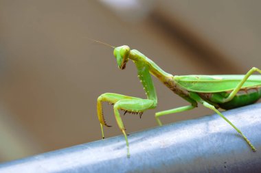 Yakın plan yeşil peygamber devesi demir çubuğun üzerinde. Çekirge çok havalı görünüyor..