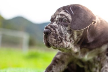 Seçici odak noktası gri benekli küçük siyah beyaz köpek yavruları Bandoglar Napolitan Mastiff ön bahçede mükemmel durumda büyük melez köpek ama sevimli bir kişiliği var.