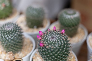 Şirin Bitki Dükkanındaki Seçici Kaktüs. Birçok çeşit minyatür baton şirin ve güzeldir..